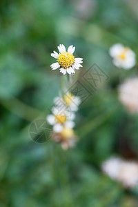 小白花草小白雏菊最佳植物图片