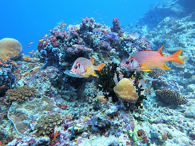 丰富多彩的海洋珊瑚礁美丽热带鱼群蓝色的图片