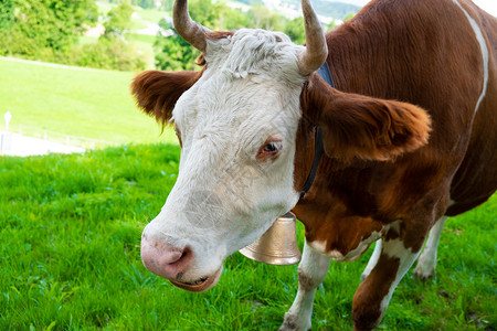 农场动物棕色的瑞士绿草牧场中的红弗里斯母牛图片