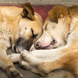 宠物一对像朋友样面睡觉的狗美丽图片