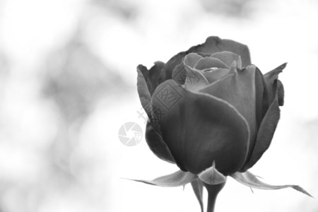 相片中有bokoh背景的玫瑰泡花瓣园单色图片