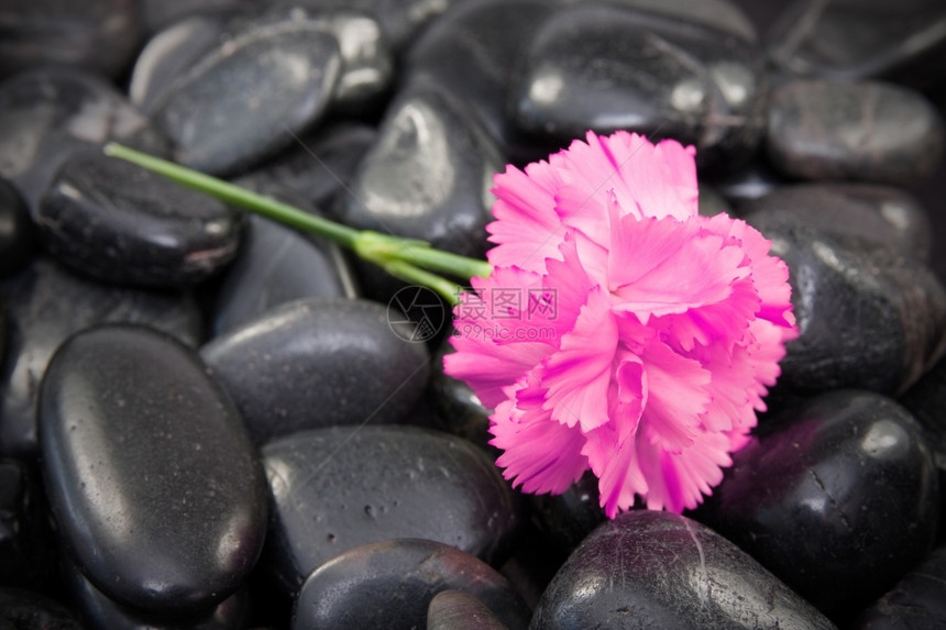 结石风水黑上美丽的康乃馨花温泉图片