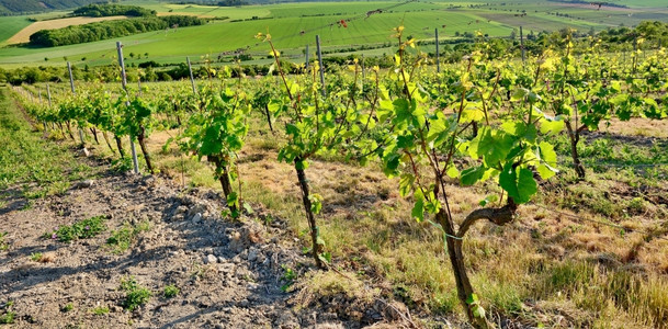 葡萄酒爬坡道捷克中山葡萄园的景象户外图片