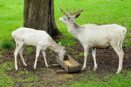 毛皮白鹿在ZOO喂食时白色的年轻图片