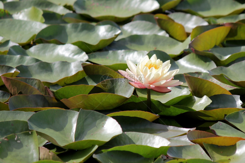 池塘中莲花图片