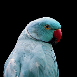 美丽自然翅膀蓝鸟环颈鹦鹉脸部简介图片