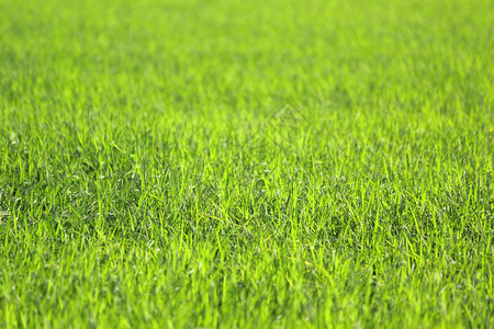 小麦绿色稻田照片作为自然背景大麦美丽的图片