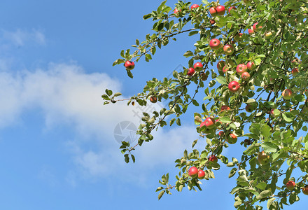 晴朗天气下的苹果树图片