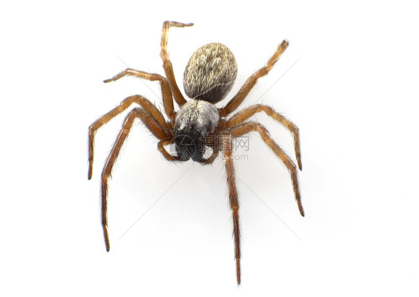 标记房子腿Badumnalonginquua澳洲东部土生蜘蛛腹膜和部被灰色的毛发地毯所覆盖图片