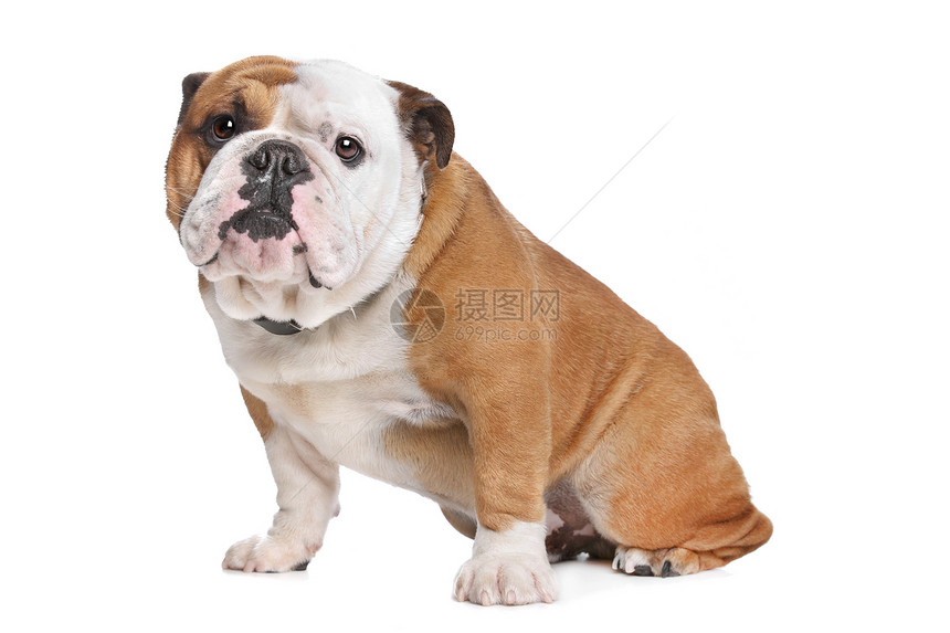 宠物犬类在室内英国斗牛犬语在白人背景面前图片