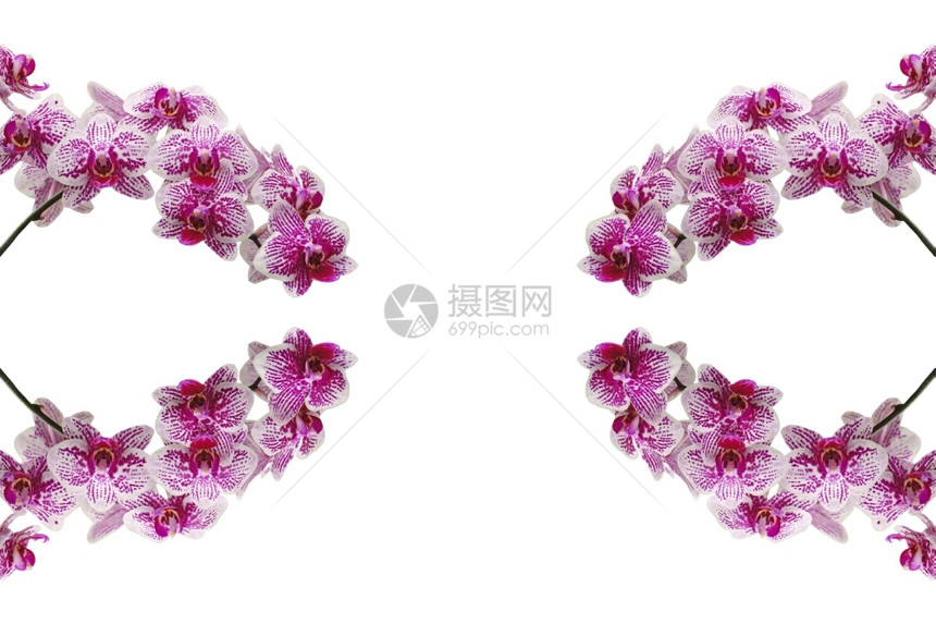 盛开粉红兰花有条纹的Palaenopsis混合体白底隔离植物花束图片