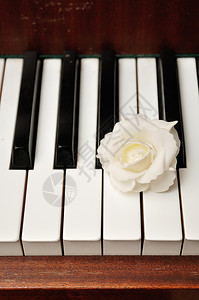 白色和黑钢琴键上展示的一朵人造白玫瑰植物群声音玩图片