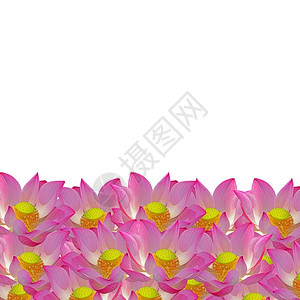 异国情调优雅美丽的粉色莲花大自然的抽象背景盛开图片