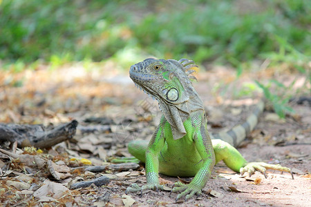 绿鬣蜥坐在有自然背景的地面上照片绿鬣蜥坐在有自然背景的地面上宠物荒野背景图片