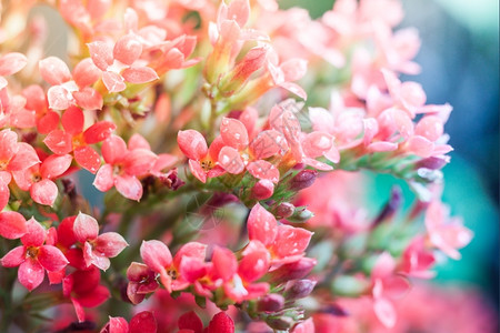 春天紧贴红色花朵背景为bokoh植物自然图片