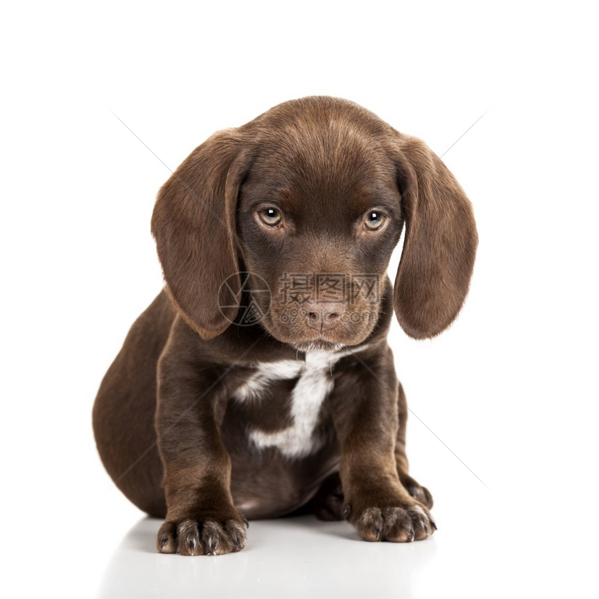杂种动物可爱的坐在白背景棕色小狗图片