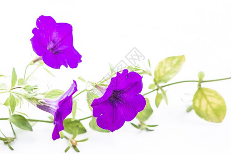 丰富多彩的美丽紫色花朵白底孤立的色背景颜花瓣图片