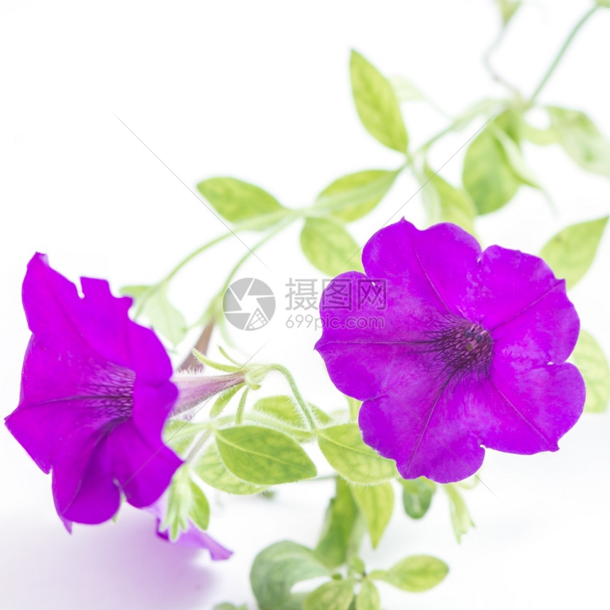 阮詹丰富多彩的美丽紫色花朵白底孤立的色背景矮牵牛图片