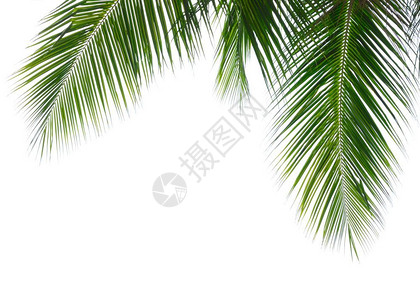 棕榈树的绿叶图片