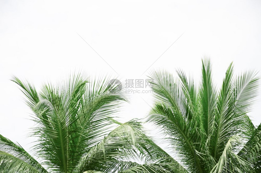 棕榈树的绿叶图片