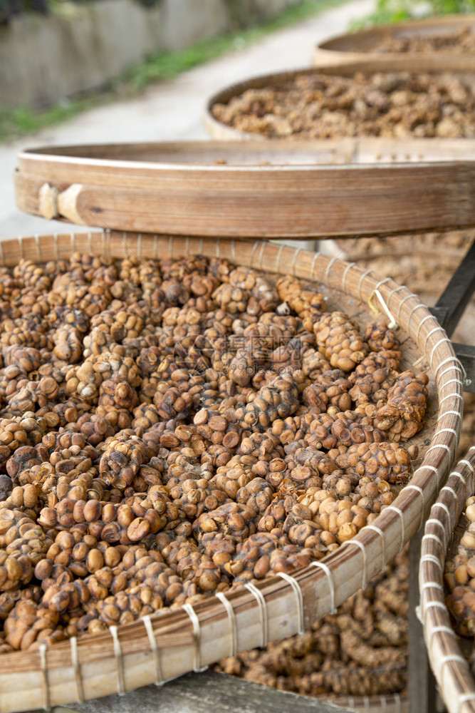 独家的来自印尼猫补丁糖豆的未开发咖啡享受排泄图片
