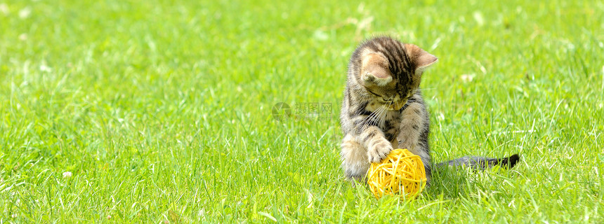 花园里的小猫咪在玩球图片