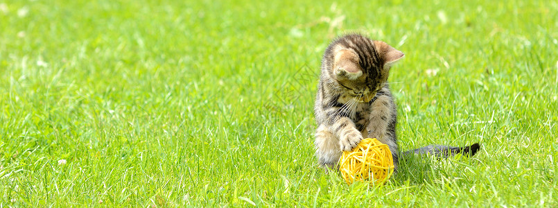 花园里的小猫咪在玩球图片