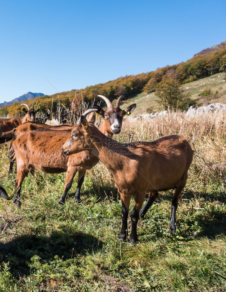 自然草原上棕色山羊的肖像乡村一种图片
