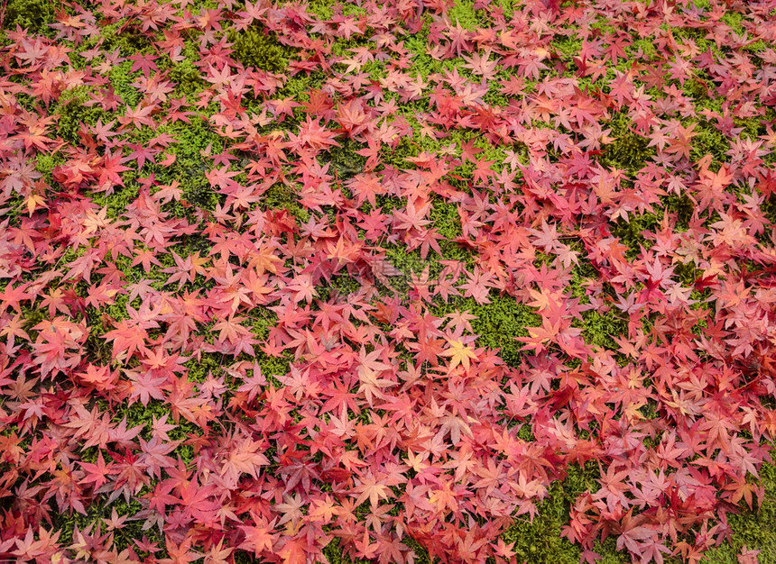 红色的季节绿秋天背景多姿彩日本草地上布满红树叶图片