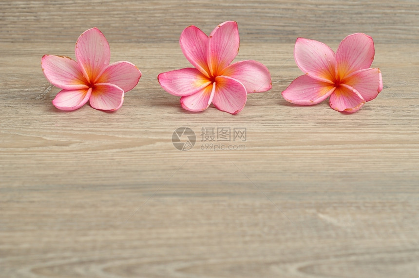 自然花园一种排粉红色的frafipani花朵孤立在木头背景上图片