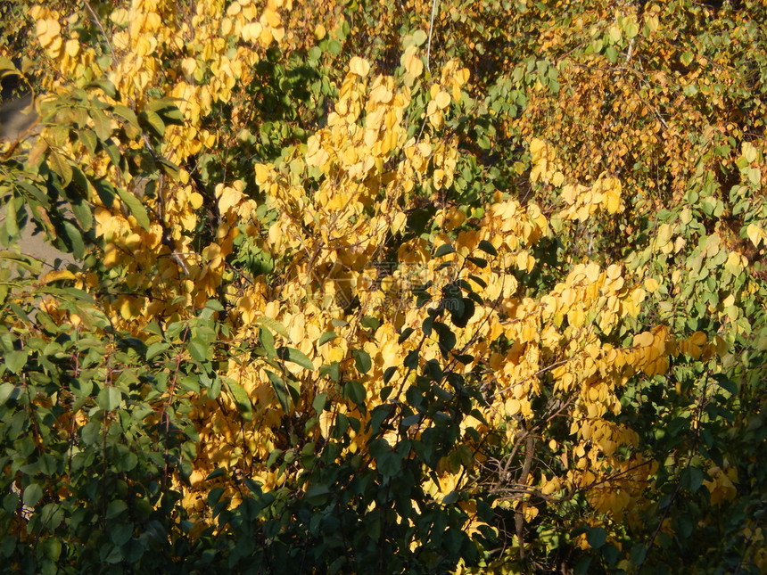 质地季节秋天的树叶纹理太阳图片