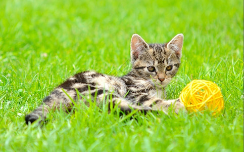 小猫咪在花园里玩球图片