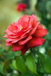 温室绿色天然背景的美丽红玫瑰以光束为焦点夏天图片