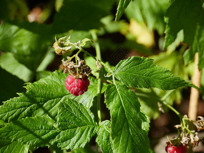 红林草莓浆果图片