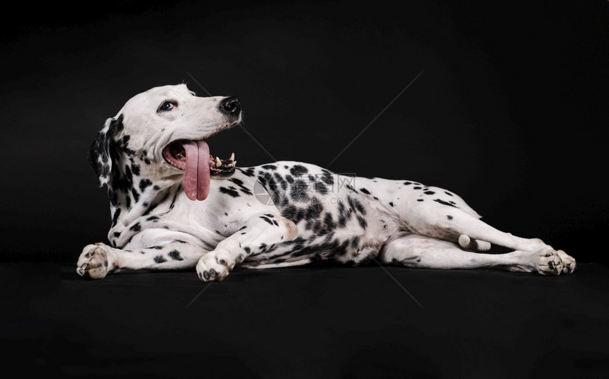 短发斑点狗宠物Dalmatian狗用舌头躺在黑色背景上图片