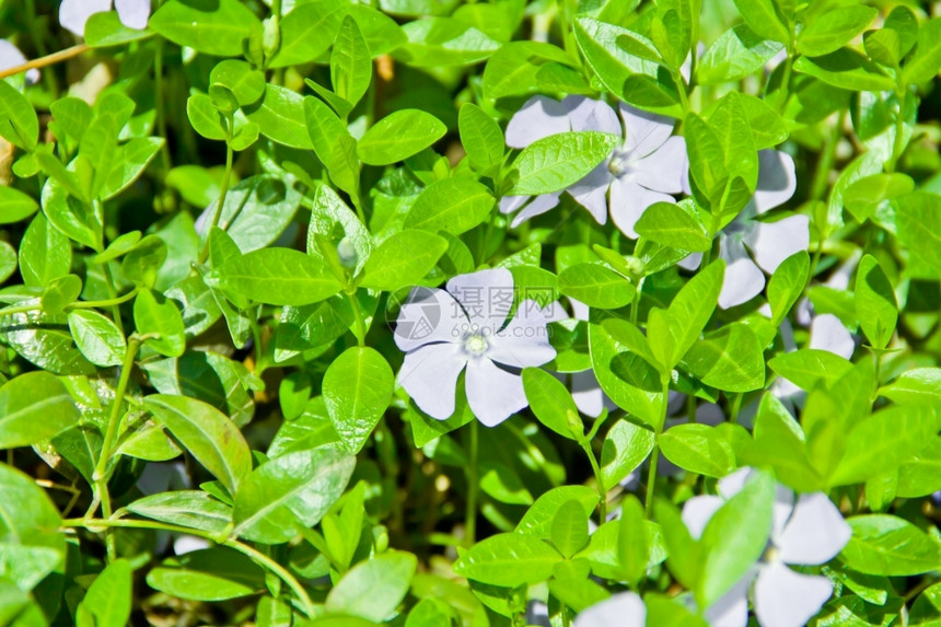 盛开的牵牛花图片