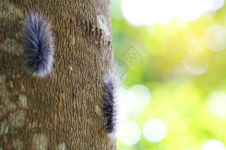 在树枝上紧贴毛虫茸的蛾黑色图片