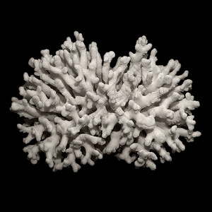 纪念品化石黑色背景上的孤立物体白色干珊瑚枝的图片