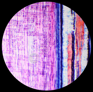 椴木茎在下面植物学BasswoodStemLS显微镜下干木柴厂纵向部位植物设计图片
