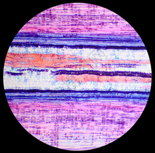 微观的植物学BasswoodStemLS显微镜下干木柴厂纵向部位椴树图片