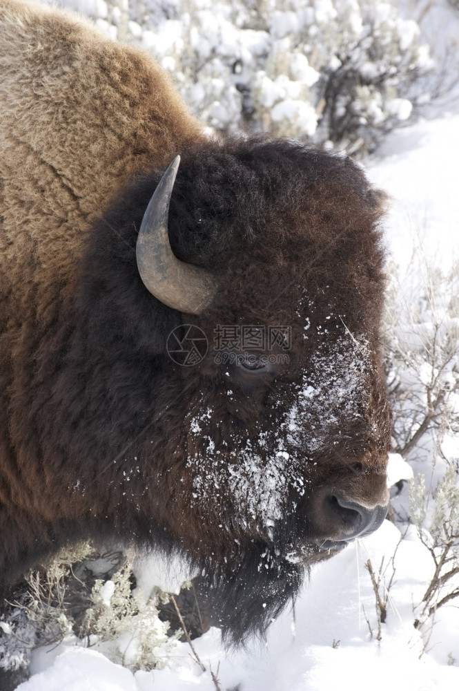 兽美国人黄石公园比森AmericanBison深雪中的美国比森肖像野生动物图片