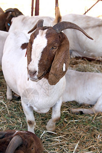 野牛种族南非荷兰语健康的白色和棕波尔博克非洲人南普通山羊图片