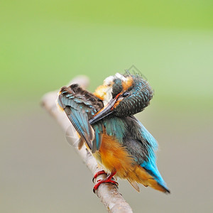 羽毛常设美丽的多彩捕王鸟女共同的捕王阿尔西多提斯站在树枝上图片