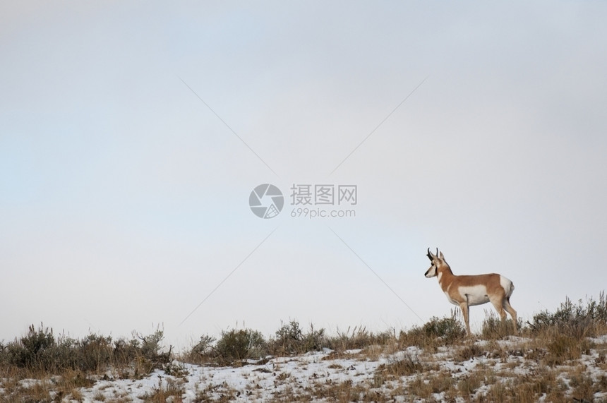 草地和雪中的长角团结动物学亨德森图片