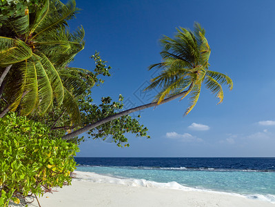 海洋马尔代夫印度洋的伊德利热带岛屿天堂旅行树图片