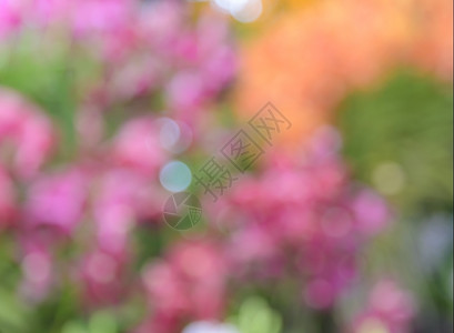 花园季节抽象的春花脱焦之抽象自然光背景图片