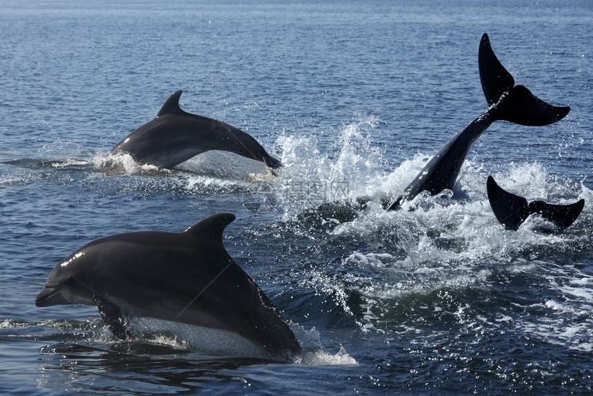 海豚群体图片