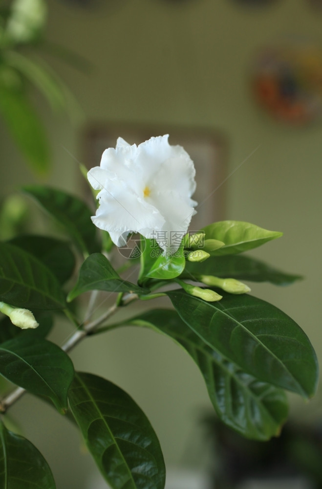 花瓣白植物绽放图片