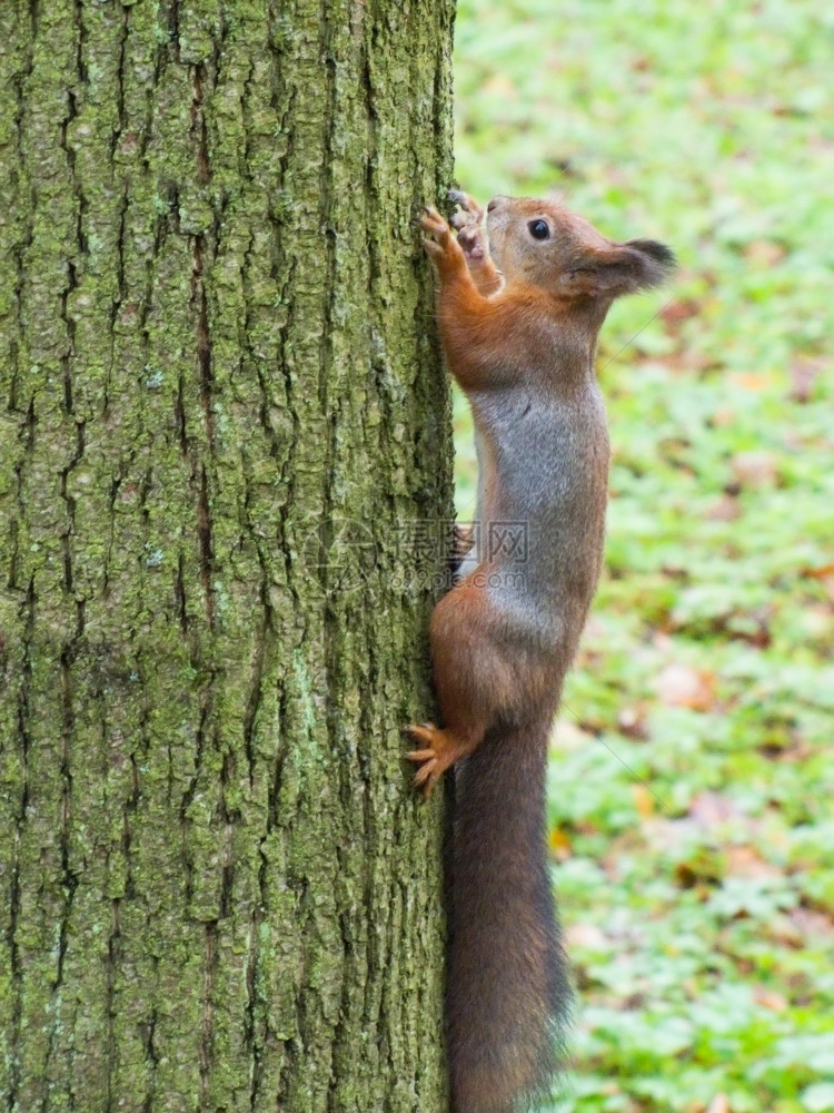 木头秋天一种松鼠在树上坐小心地看着摄像机图片