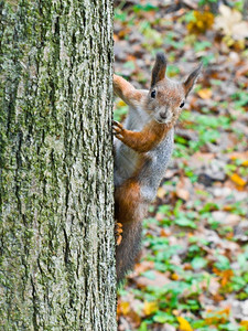 好奇的小心翼松鼠在树上坐小心地看着摄像机一种图片